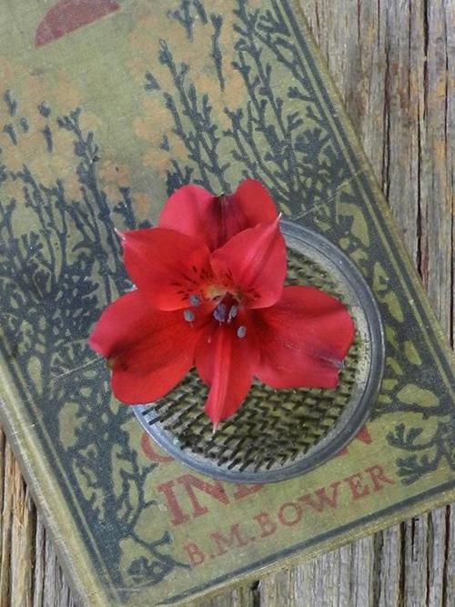 SAMURAI  RED ALSTROMERIA